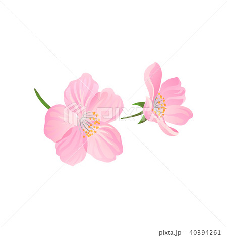 Blooming Gentle Pink Spring Flowers Of Cherry のイラスト素材