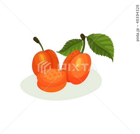 Delicious apricots with green leaves. Natural fresh food. Decorative flat vector element for juice 40394326