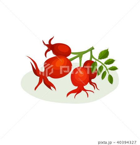 Hawthorn sprig with small green leaves. Medicinal and edible berries. Flat vector element for poster 40394327