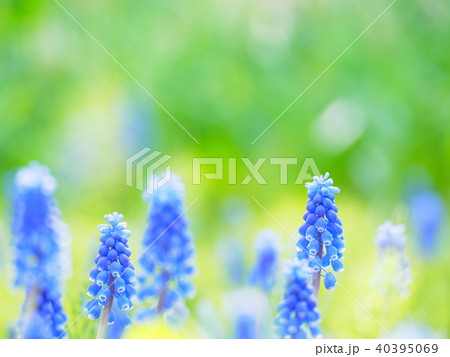 かわいいムスカリの花 かわいいムスカリの花 40395069
