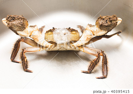 モクズガニ 40395415