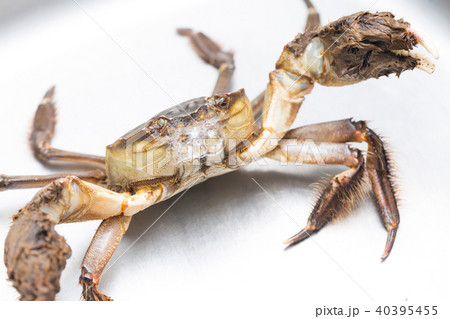 モクズガニ 40395455