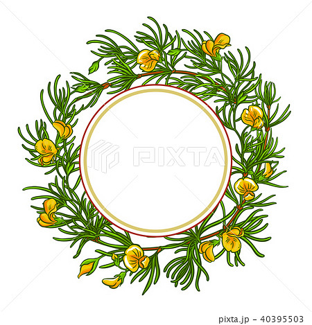 rooibos branch vector frame 40395503