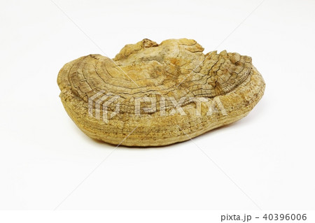 漢方処方用薬・乾燥サルノコシカケ単体・白バック横位置 40396006
