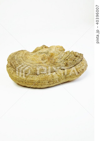 漢方処方用薬・乾燥サルノコシカケ単体・白バック縦位置 40396007