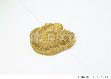 漢方処方用薬・乾燥サルノコシカケ単体・やや俯瞰白バック横位置 40396011