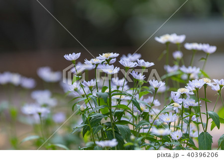 ミヤコワスレの花 ミヤコワスレの花 40396206