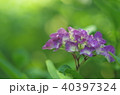 紫陽花 40397324