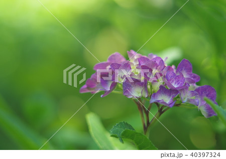 紫陽花 40397324