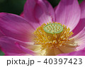 蓮 40397423