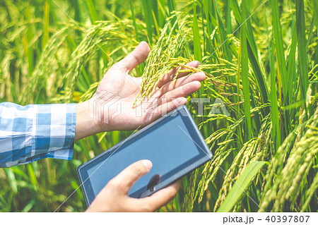 Asian male farmer researching record data in the G 40397807