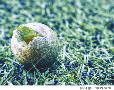 Detail view into broken wild egg in grass.  40397870