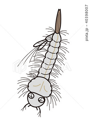 蚊の幼虫 ボウフラ 弱っている 蚊の幼虫 ボウフラ 弱っている 40398007