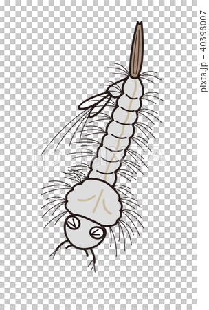 蚊の幼虫 ボウフラ 弱っている 蚊の幼虫 ボウフラ 弱っている 40398007