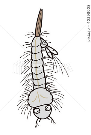 蚊の幼虫　ボウフラ　弱っている 40398008