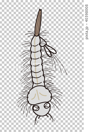 蚊の幼虫　ボウフラ　弱っている 40398008