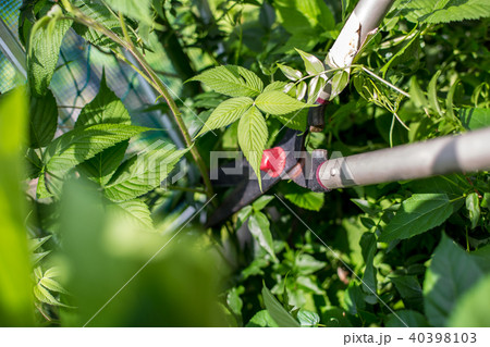 庭の手入れ 40398103