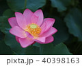 蓮 40398163