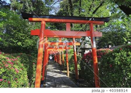 尾曳稲荷(おびきいなり)神社 群馬県館林市 尾曳稲荷(おびきいなり)神社 群馬県館林市 40398914