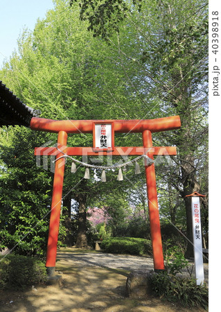 尾曳稲荷(おびきいなり)神社 群馬県館林市 尾曳稲荷(おびきいなり)神社 群馬県館林市 40398918