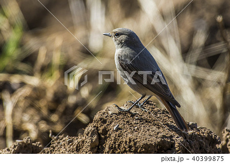Black redtail (Phoenicurus ochrurus) Black redtail (Phoenicurus ochrurus) 40399875