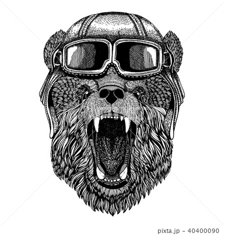 Animal wearing aviator helmet with glasses. Vector picture. Bear Hand drawn picture for tattoo, t Animal wearing aviator helmet with glasses. Vector picture. Bear Hand drawn picture for tattoo, t 40400090