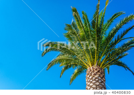 coconut palm tree on blue sky 40400830