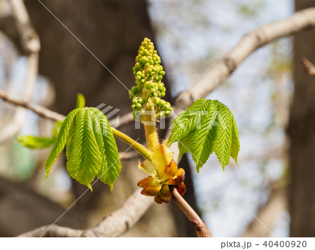 Young leaves of chestnut Young leaves of chestnut 40400920