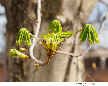 Young leaves of chestnut 40400967
