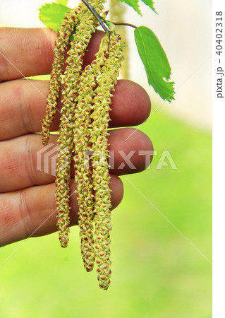 New catkins of birch on hand. Springtime. Nature New catkins of birch on hand. Springtime. Nature 40402318