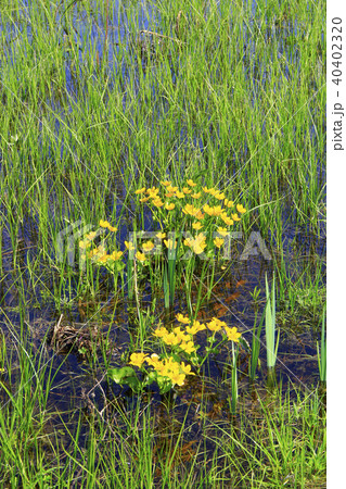 Caltha palustris growing in swamp. Marsh Marigold Caltha palustris growing in swamp. Marsh Marigold 40402320