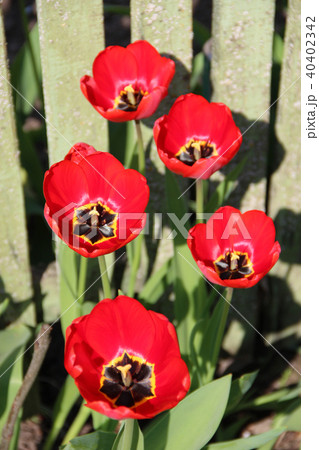 Red tulips on flower-bed. Springtime garden Red tulips on flower-bed. Springtime garden 40402342