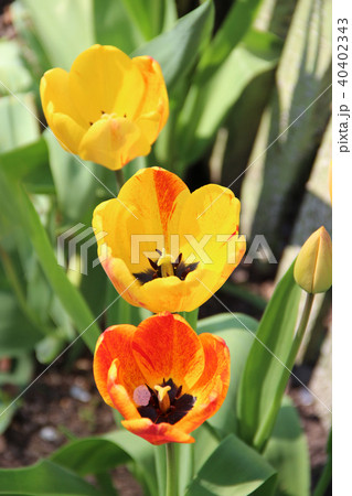Yellow and red tulips growing in row on flowerbed 40402343