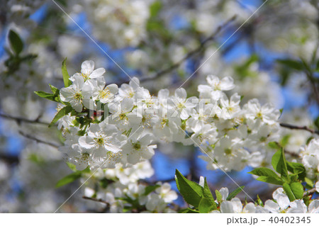 Branch of blossoming cherry. White flowers Branch of blossoming cherry. White flowers 40402345