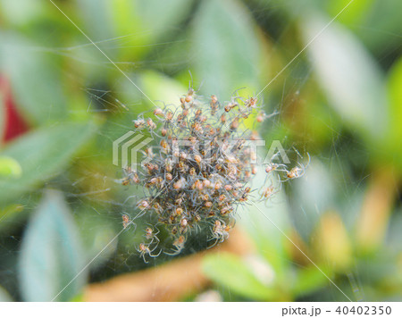 たくさんの蜘蛛の子 40402350