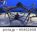 タカアシガニ 40402408