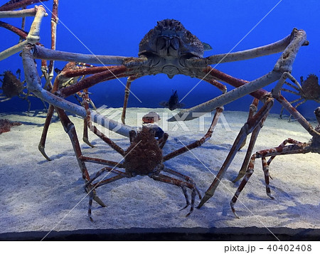 タカアシガニの写真素材