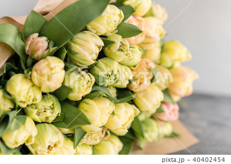 Tulips of pastel yellow color. Big buds. Floral natural backdrop. Unusual flowers, unlike the others Tulips of pastel yellow color. Big buds. Floral natural backdrop. Unusual flowers, unlike the others 40402454