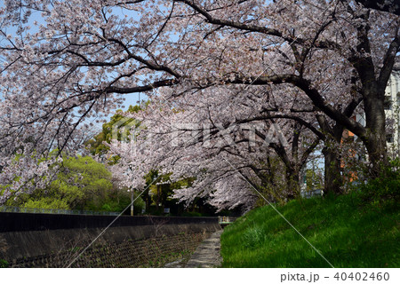 満開の桜-7 40402460