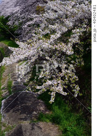 満開の桜-8 満開の桜-8 40402481