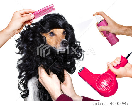 grooming dog at the hairdressers grooming dog at the hairdressers 40402947