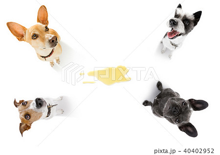 couple of dogs pee urine  at home 40402952