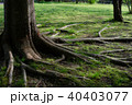 木の根 40403077