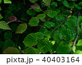葉っぱの上のしずく 40403164