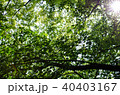 太陽の光と新緑の葉 40403167