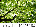 緑の葉 40403168