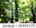 新緑のもみじ 40403170