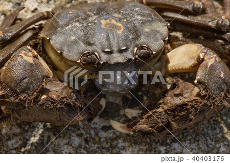 モクズガニ 40403176