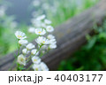 野の花 40403177