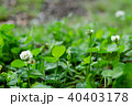 シロツメクサ 40403178
